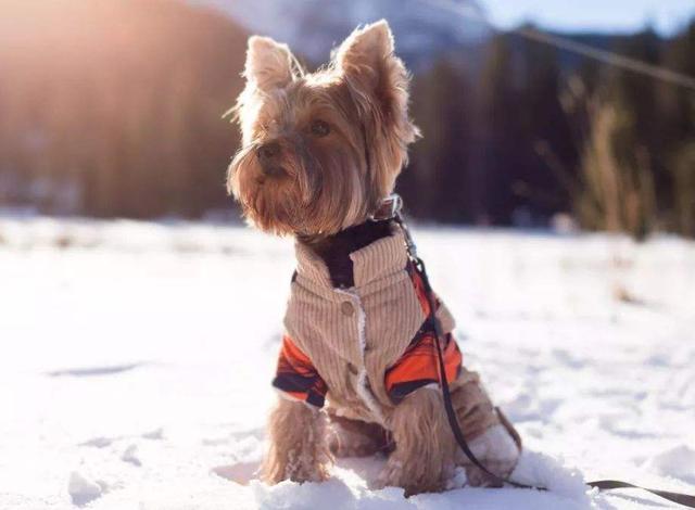 冬季给狗狗洗澡, 大部分主人都会忽略这4点, 再不改后果严重!