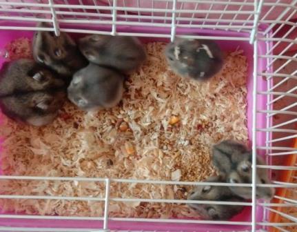 仓鼠妈妈生娃后, 累得都没空嗑瓜子了, 每天身体仿佛被掏空