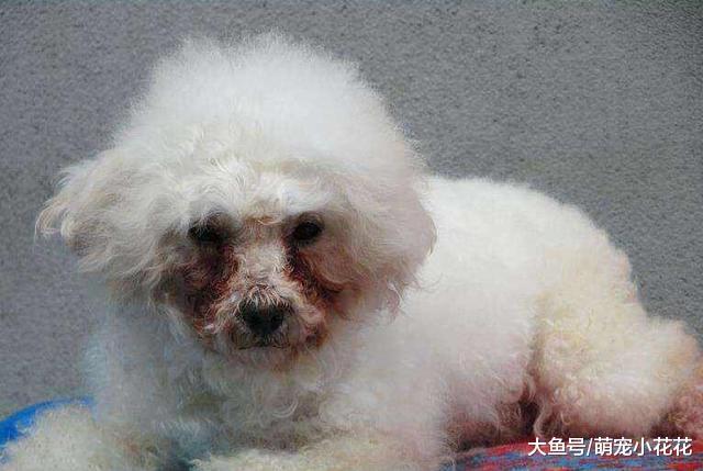 狗狗泪痕? 如何做到有效消除? 这是我见过最简单实用的办法