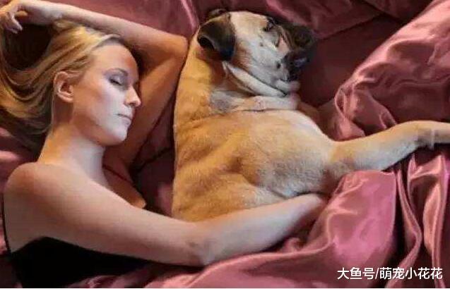 养狗须知: 人和狗睡觉, 会有这些危险!