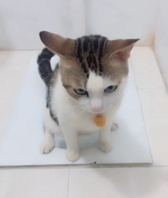 又是别人家的猫猫? 不仅蹲坑还要主人帮冲水!