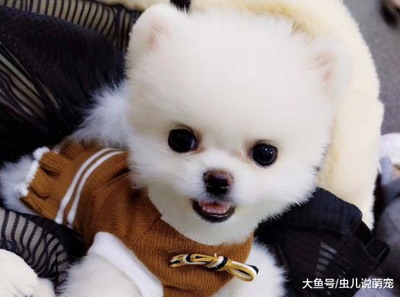 博美和网友斗智斗勇不穿衣服, 天冷了就乖乖穿上了!