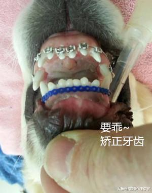 小金毛天生牙齿缺陷, 自从戴了牙套, 整个狗生都闪闪发光了