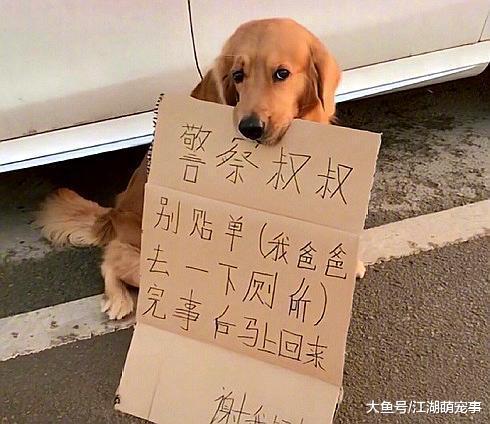 主人急着上厕所让金毛帮忙, 委屈的金毛: 你快去快回啊!