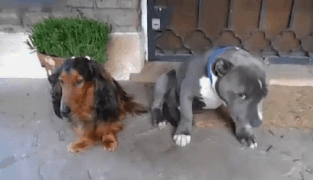 都说斗牛犬威武霸气, 可这只在错误面前: 怂的像个小屁孩!