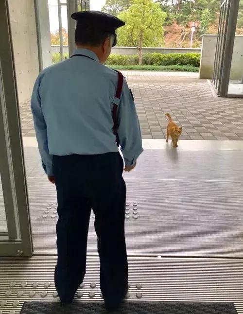 2017年这只黑猫来观展却被赶了出来, 今年它竟又带了只橘猫!
