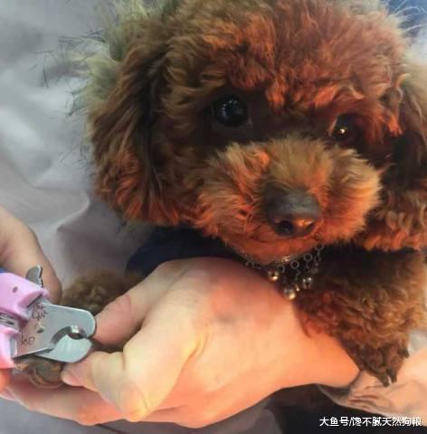 不瞒你说, 这5种东西对泰迪犬来说是克星, 绝对会害怕!