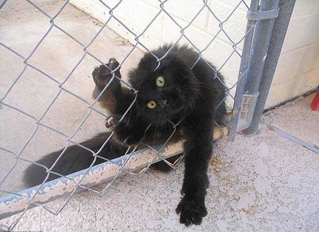 宠物GIF图: 喵星人不同寻常的进食方式!