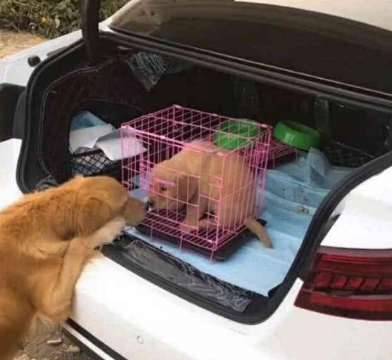 一窝8只狗宝送走7只, 狗妈目睹别离最后一只后, 那表情不忍直视