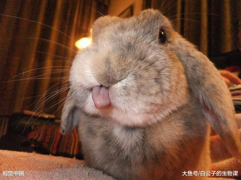 家养的兔子大脑萎缩了! 就是因为你们养的太好! 好吃好喝要脑子?