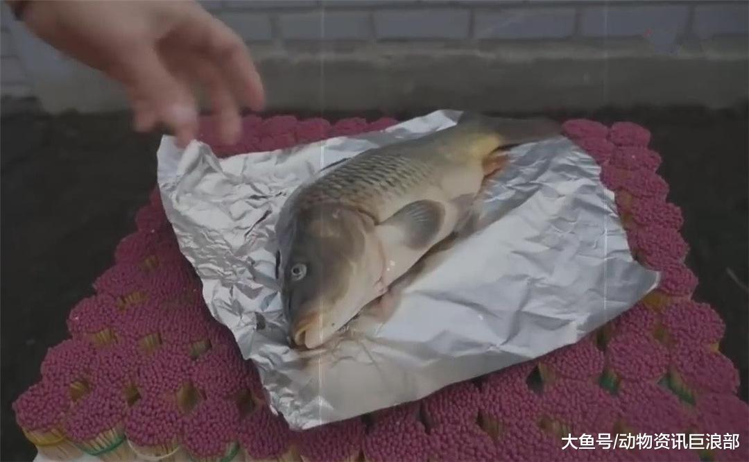 男子用万根火柴烤鲤鱼 看到成品后口水直流