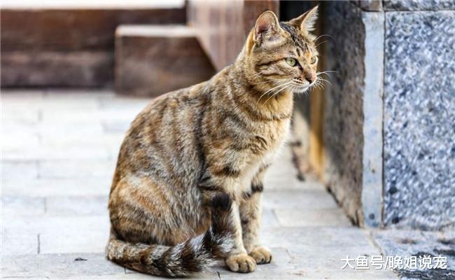 朋友出国留学, 带来去一只国内土猫, 外国朋友见后羡慕不已