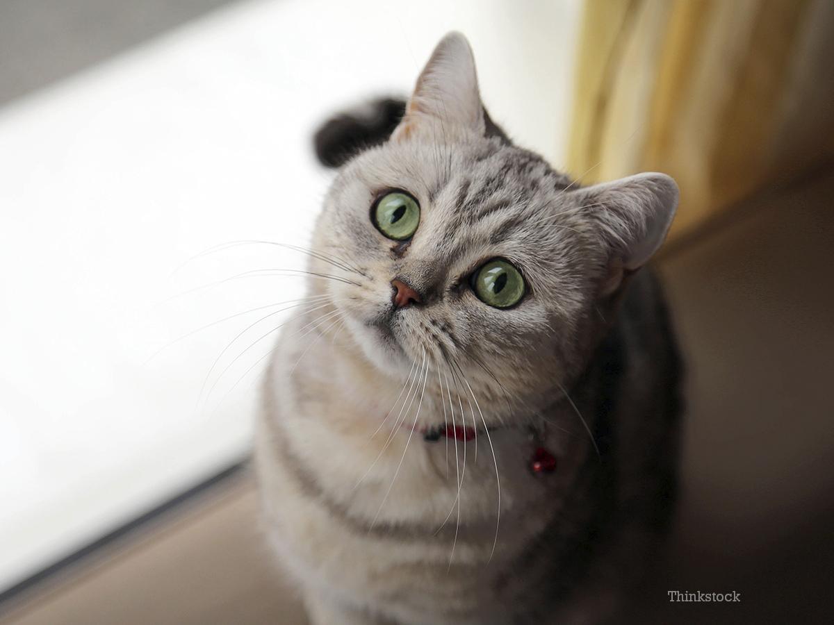 爱猫去世, 台湾猫奴列出十大不养猫的理由, 只为纪念与爱猫的点滴