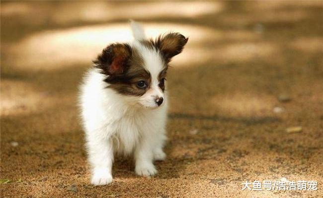 养狗久了, 会有5种“走火入魔”的表现, 你中了吗?