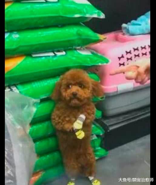 一只走失的泰迪被围观, 它站起来小眼神还往旁边瞟, 成精的节奏!