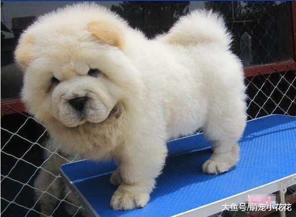 盘点有“暴脾气”的5种狗狗, 翻脸比翻书还快!