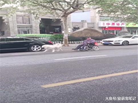 萨摩耶帮老人引路时, 还用吠声提醒车辆避让轮椅, 这狗狗好暖心啊