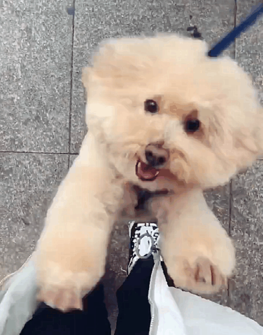 主人外出半年回家, 朋友带泰迪去迎接, 狗子兴奋地欢蹦乱跳……