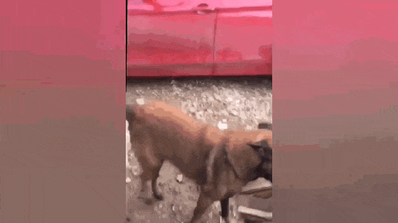 奶奶到果园拾木柴烧饭, 狗子上前帮忙一叼一大堆, 狗: 运货我在行