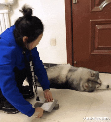 哈士奇不肯起床怎么办? 这位女主人想到了一个绝妙的办法, 服气!
