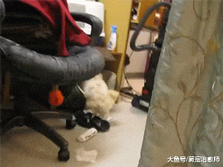狗狗拆家被网友抓个现行, 没想到它直接冲向主人: 我和你拼了!