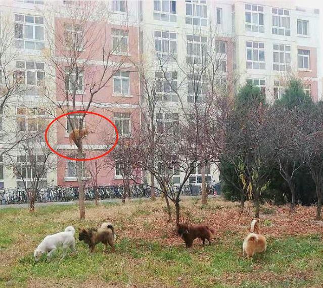 橘猫被一群狗追上树, 狗: 有种你下来, 猫: 有种你上来!