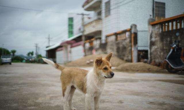 被狗狗咬了, 就会得上狂犬病? 原来很多人都错了!