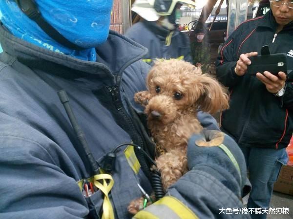 不瞒你说, 这5种东西对泰迪犬来说是克星, 绝对会害怕!