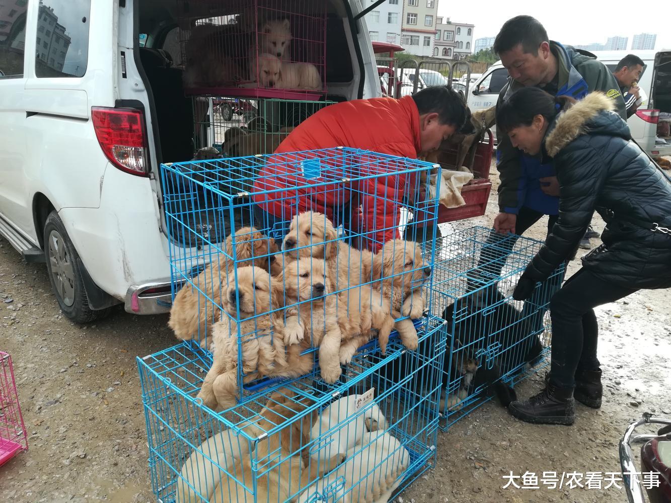 狗市: 拉布拉多和金毛, 800元一只, 品相好被人全部预订!