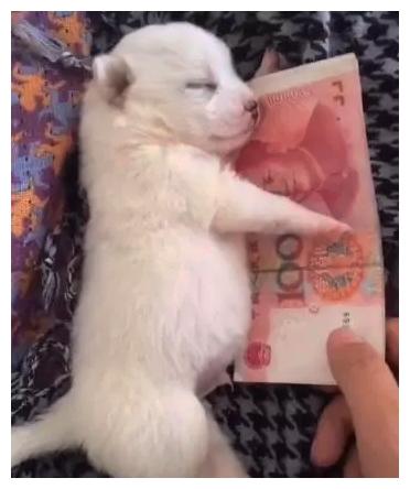 这是我见过“最财迷”的狗狗, 睡觉都要有人民币的香气!