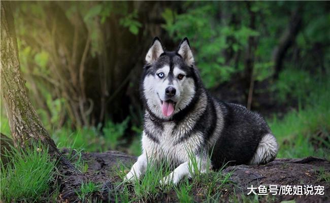 狗界种, 傻狗不只有二哈, 下面两种狗狗比二哈强不了多少