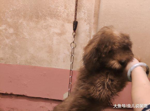网友的朋友跟他说这是泰迪, 网友带着去宠物店之后……