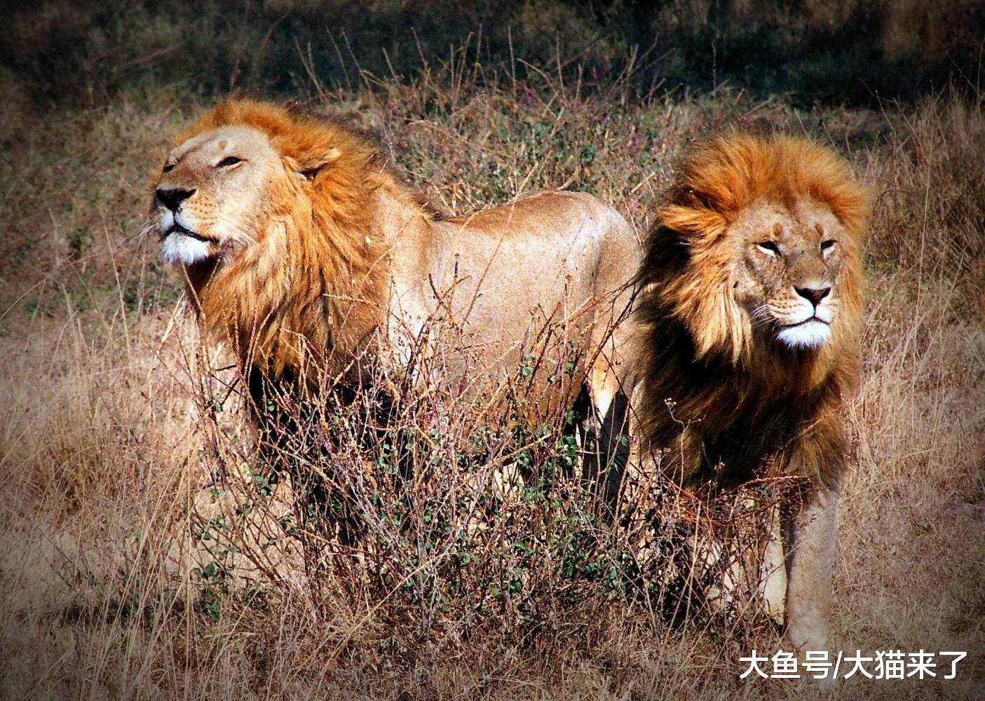 除了狮子, 只有这种猫科动物的兄弟情可以延续一生