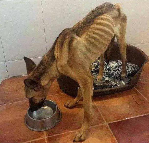 兽医提示: 狗狗有这“5个迹象”, 说明要驱虫了, 刻不容缓!