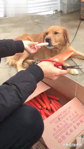 主人拿了一箱火腿肠喂给狗吃, 网友: 是不是还有1分钟就过期了~