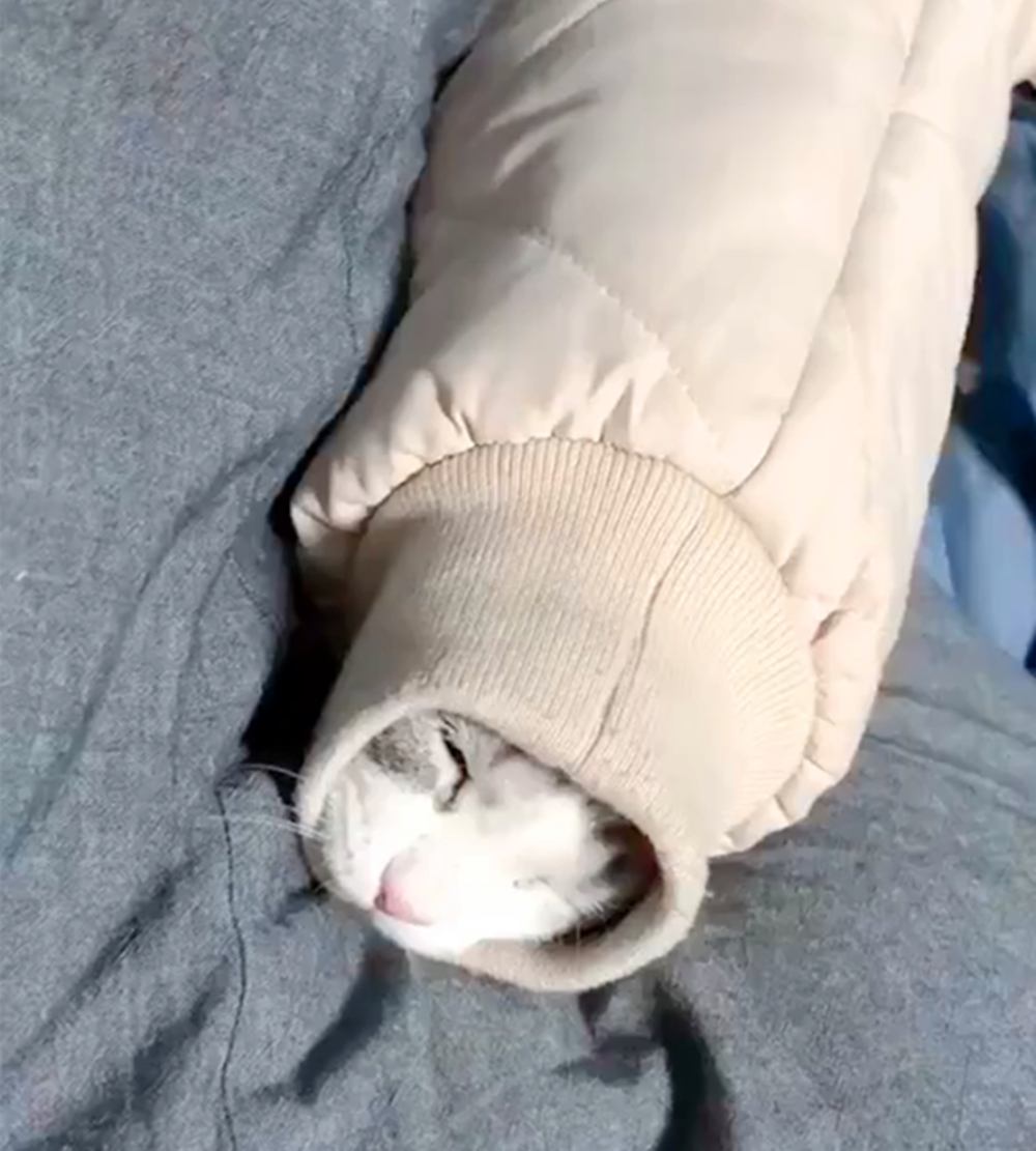 猫咪怕冷, 偷偷躲进主人衣袖里, 猫: 别动我, 冷……