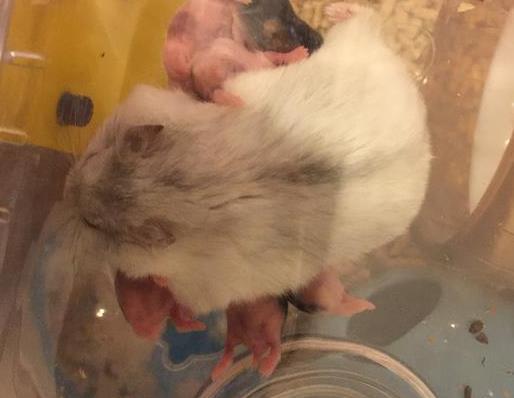 仓鼠妈妈生娃后, 累得都没空嗑瓜子了, 每天身体仿佛被掏空