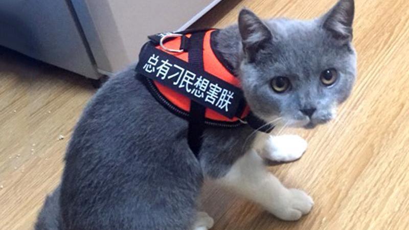 做为一个新手铲屎官, 这3个喵咪的小知识你需要牢记!