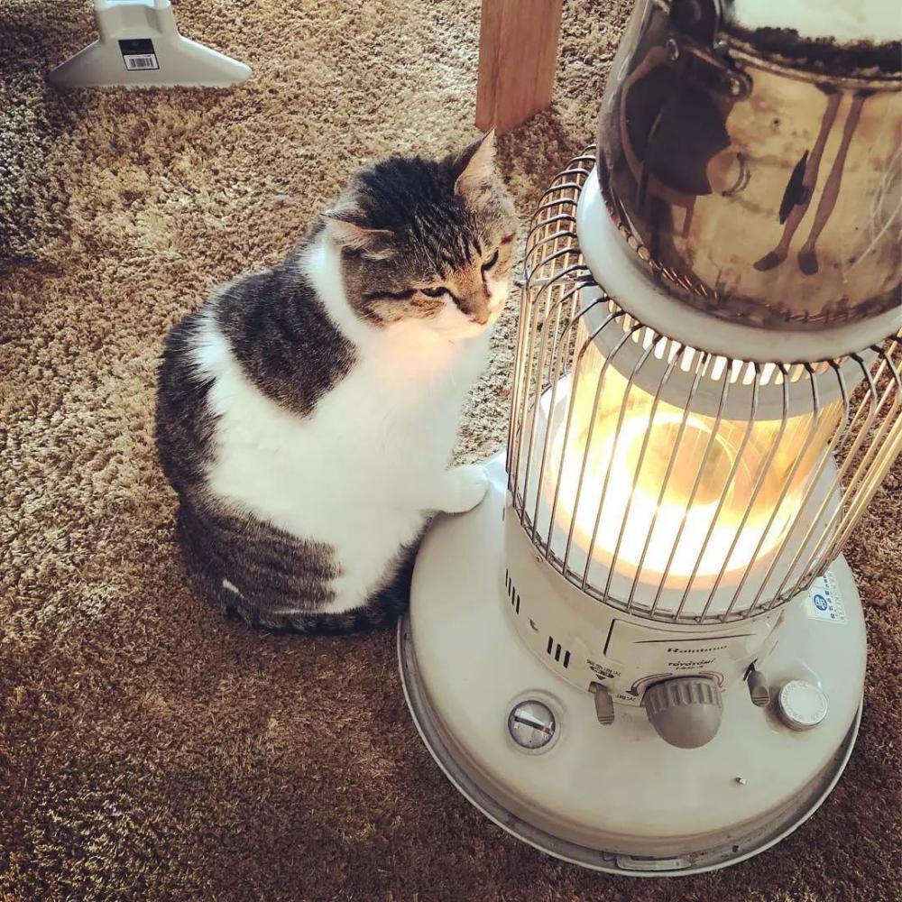 在火炉前取暖的喵星人, 这一脸享受的样子看得心都化了