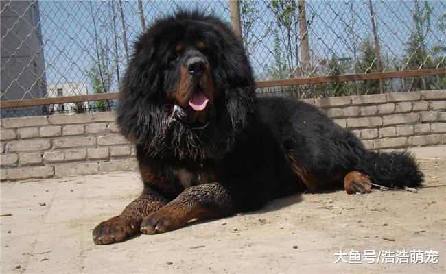 能让你“破产”的5种狗, 家里条件不好的人不要养, 尤其是第三种