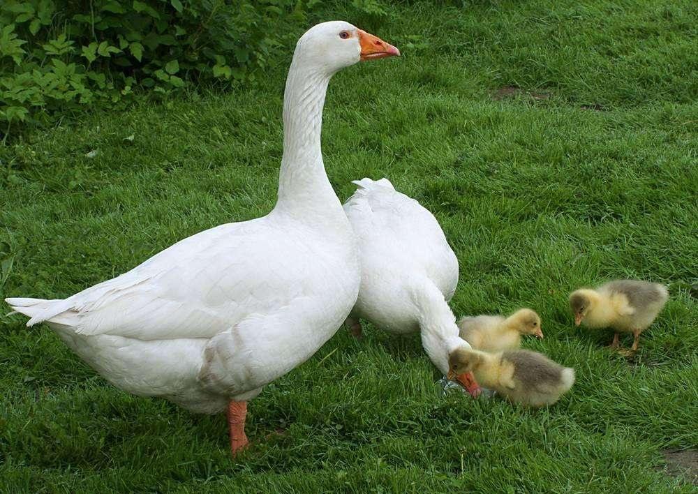 家里养了几只鹅, 从外面回家一反常态乱叫, 知道原因后大赞鹅聪明