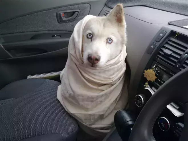 包裹得严严实实的可爱狗狗们