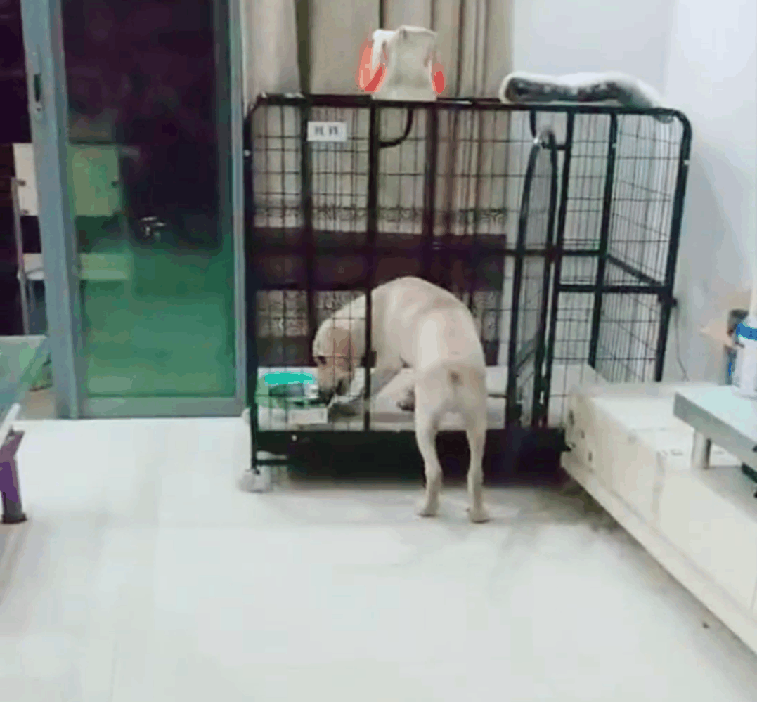 吃货拉布拉多一到饭点就兴奋, 会自己叼饭盆, 一言不合就摔盆打碗