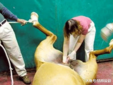 古代的战马为什么需要“净身”? 答案你可能不太信