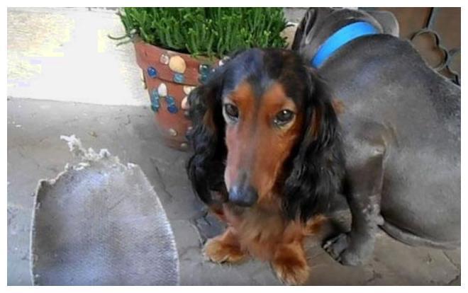 这只源于19世纪的“糙汉子”狗狗, 没想到它有一颗姑娘的心!