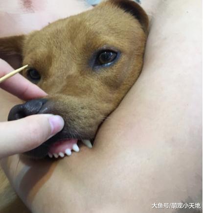 幼犬亲眼见妈妈被虐死后超怕人, 上厕所却有超暖身影远远守护