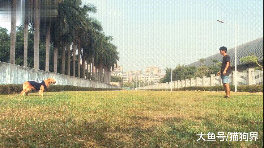 同样都是百米冲刺, 金毛会过来抱你, 那二哈呢? 网友: 把你撞飞~