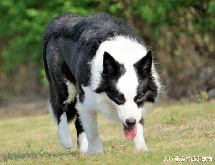 5种非常好养的狗狗, 有1种是最忠诚的狗狗, 你喜欢哪个?