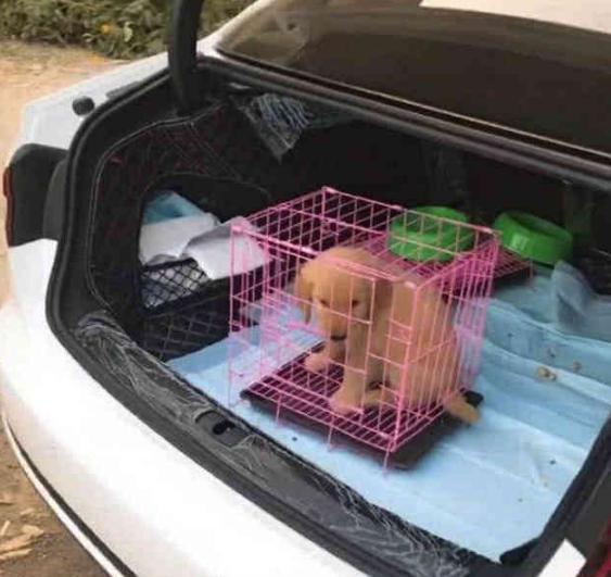 只剩一只金毛没送人, 金毛妈妈舍不得, 一个举动让人泪目!