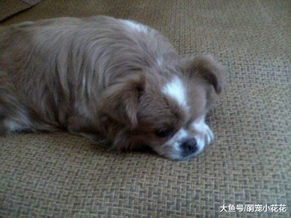 切记! 狗狗一旦出现在这5个表现, 离死亡就不远了!